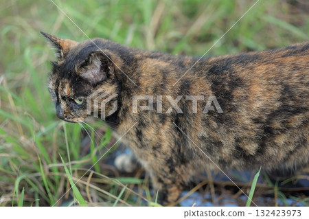 Rusty cat playing in the square Rusty cat playing in the square 132423973