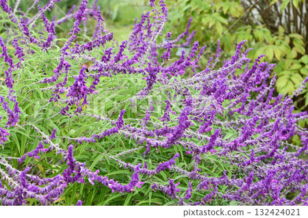 Salvia leucantha ‘紫絲絨’ 紫水晶鼠尾草 Salvia leucantha ‘紫絲絨’ 紫水晶鼠尾草 132424021