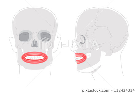 Orbicularis oris - Human mouth muscle anatomy chart responsible for controlling movements of lips, importan 132424334