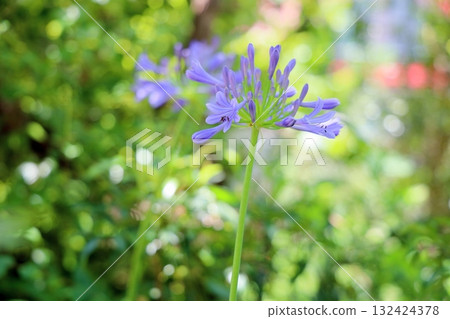 Refreshing agapanthus flowers Refreshing agapanthus flowers 132424378