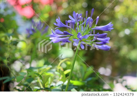 Refreshing agapanthus flowers Refreshing agapanthus flowers 132424379