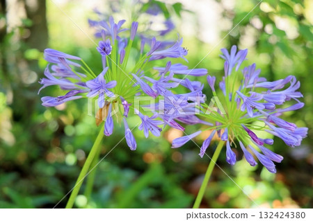 Refreshing agapanthus flowers Refreshing agapanthus flowers 132424380