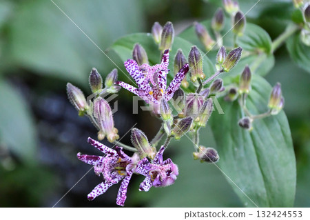 Toad Lily Toad Lily 132424553