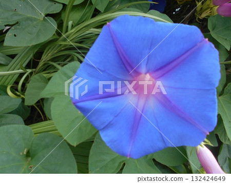 Noa Sagao Noa Sagao 132424649