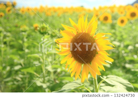 與夏天花的風景 132424730