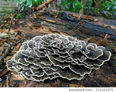 Coriolus versicolor growing on the trunk 132425075