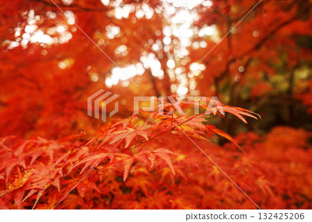 鮮紅的秋葉 132425206