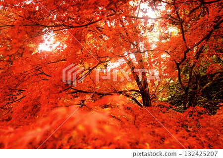 改變葉子的Momiji 132425207