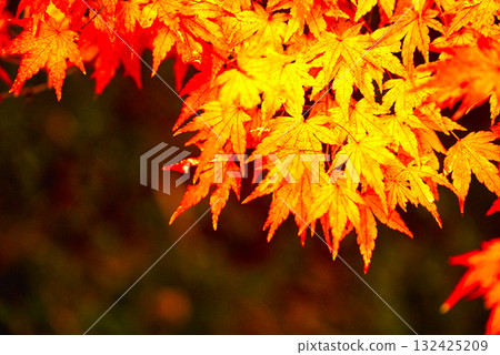 鮮紅的秋葉 132425209