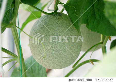 cantaloupe melon in greenhouse cantaloupe melon in greenhouse 132425238