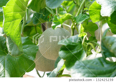cantaloupe melon in greenhouse cantaloupe melon in greenhouse 132425239