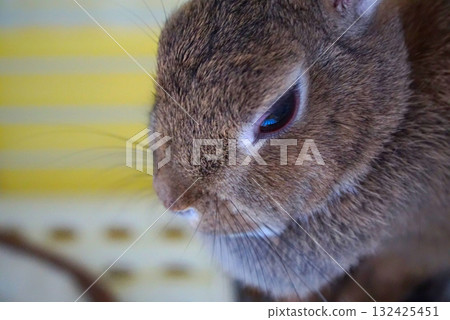 Cute rabbit 132425451