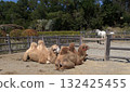 Camels and horses 132425455