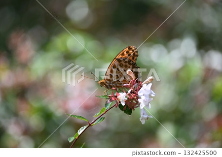 吸蜜的貝母蝴蝶 吸蜜的貝母蝴蝶 132425500
