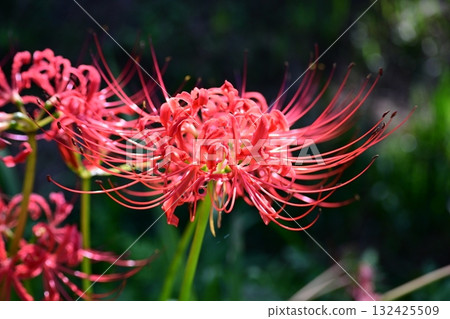 在早秋的Higanbana 在早秋的Higanbana 132425509