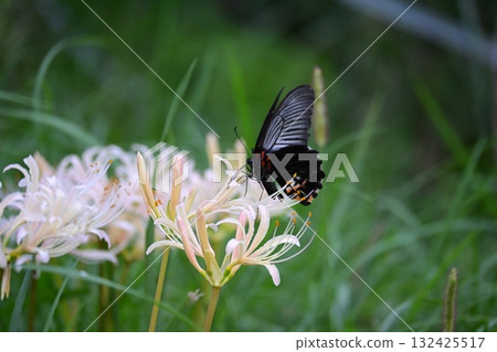 白蜘蛛百合和燕尾蝶 132425517