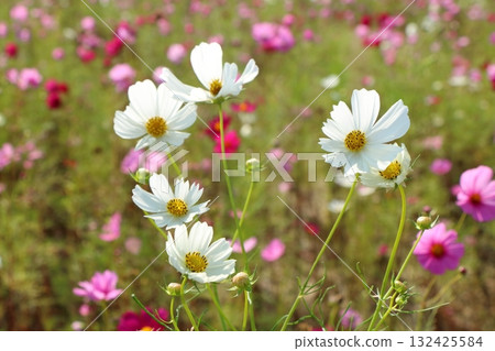 White and pink cosmos fields swaying in the autumn breeze 132425584