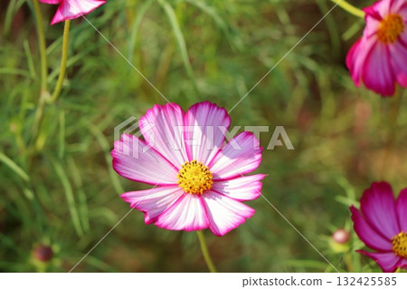 Vivid striped cosmos Vivid striped cosmos 132425585