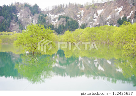 Submerged forest at Lake Shirakawa in Yamagata Prefecture 132425637