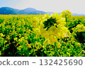 Rape blossoms on one side 132425690