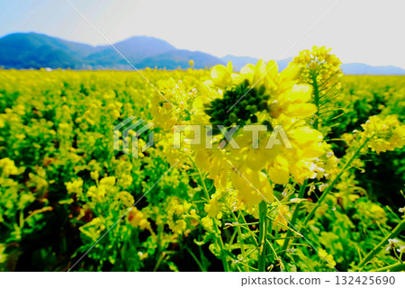 Rape blossoms on one side 132425690