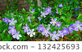Purple flowers blooming on the roadside 132425693