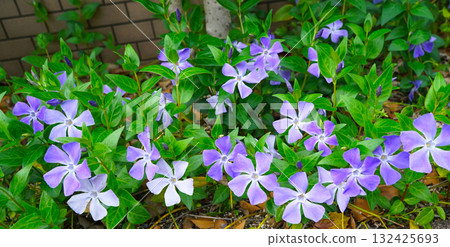 Purple flowers blooming on the roadside 132425693