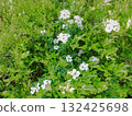 White flowers blooming in the spring field 132425698