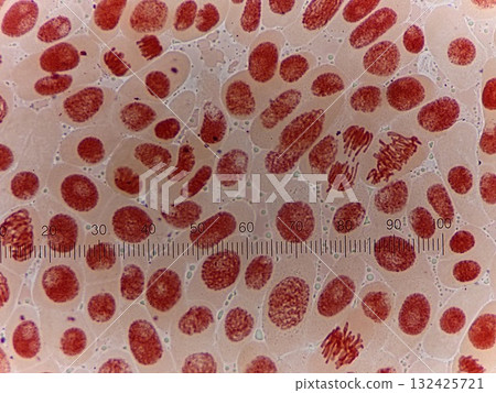 Cells in which endoplasmic reticulum can be observed Cells in which endoplasmic reticulum can be observed 132425721