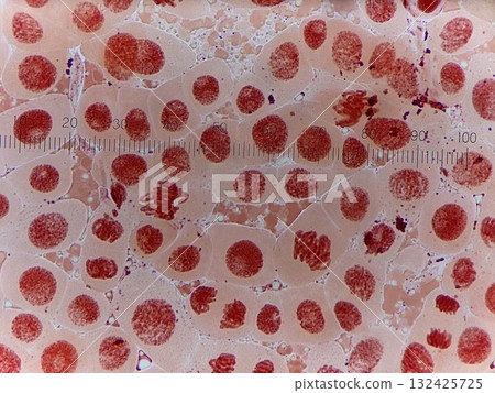 Chromosomes in a cell Chromosomes in a cell 132425725