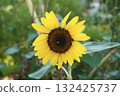 Close-up of a small sunflower 132425737