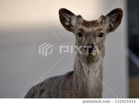 融雪季節的蝦夷鹿 132425933