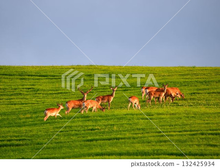 A herd of Hokkaido deer in a summer pasture A herd of Hokkaido deer in a summer pasture 132425934