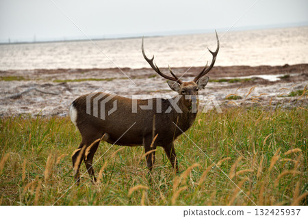 越冬前的蝦夷鹿 132425937