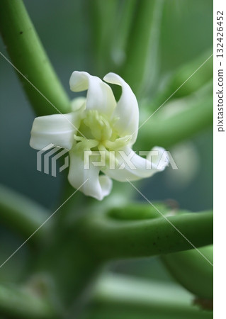 木瓜的花 木瓜的花 132426452