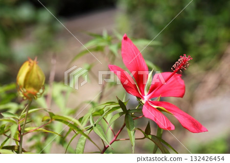 Momiahioia花 Momiahioia花 132426454