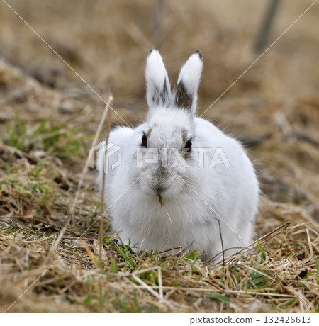 Ezo snow hare in early spring 132426613