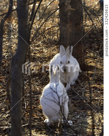 Ezo snow hare in early spring 132426615