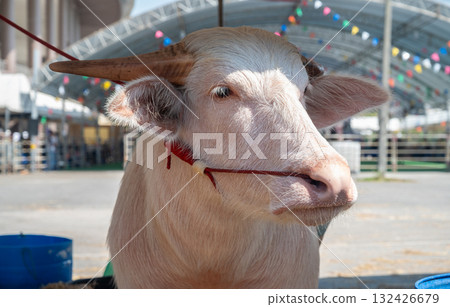 Portrait of Albino buffalo (white buffalo) particularly the water buffalo (Bubalus bubalis), are rare and can command high prices in Thailand. 132426679