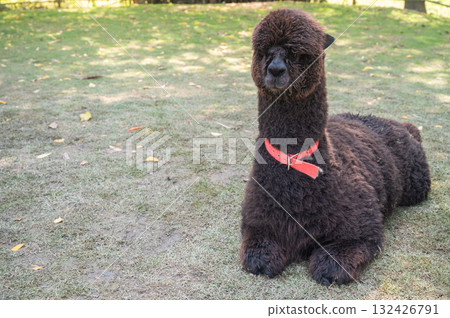 A black hair Alpaca living as pet in Thailand. Cute faces, fluffy bodies, and calm attitudes are among the reasons alpacas have gained popularity as fun and unique pets. 132426791