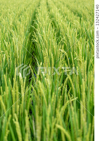 鬱鬱蔥蔥的米飯 132427140