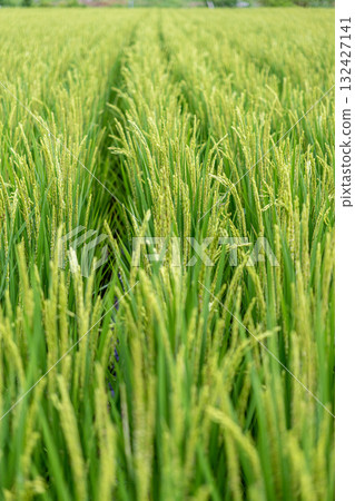 水稻生長很快 水稻生長很快 132427141