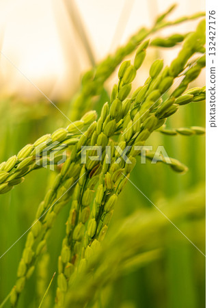 Young rice plants illuminated by the setting sun 132427176