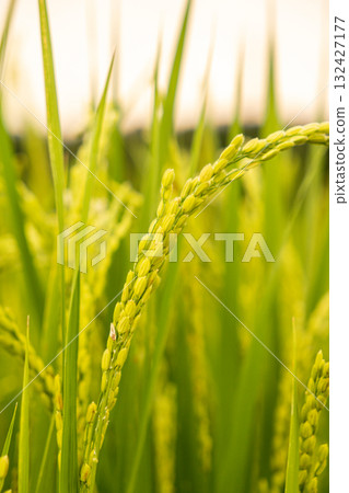 Young rice plants illuminated by the setting sun 132427177