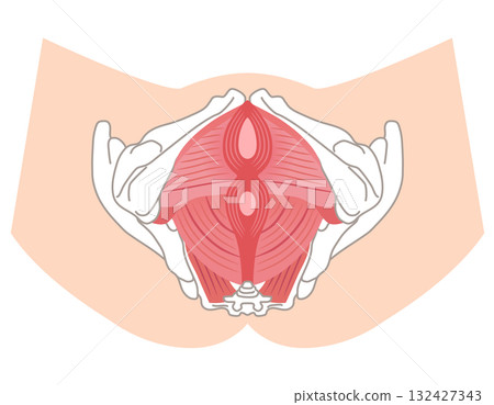 盆底肌群：盆腔肌肉結構 132427343