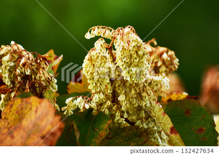 日本虎杖的豐碩果實 日本虎杖的豐碩果實 132427634