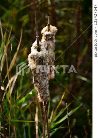 香蒲穗上覆蓋著絨毛 香蒲穗上覆蓋著絨毛 132427647