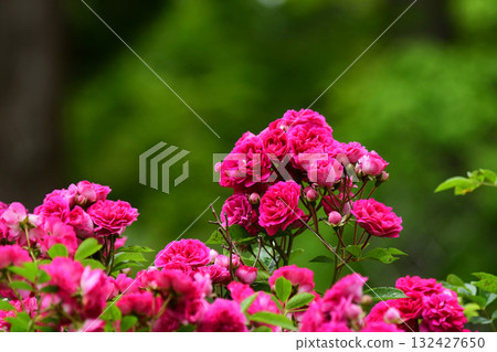 小粉紅攀緣玫瑰 132427650