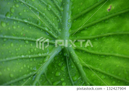 Alocasia leaf veins with drops Alocasia leaf veins with drops 132427904