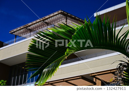 Contrast between linear architecture and palm leaves 132427911